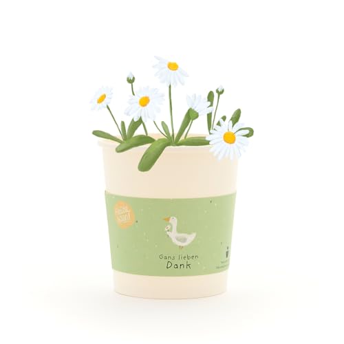 Gänseblümchen-Anzuchtset als...